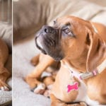 Two pictures of a boxer dog laying on a bed.